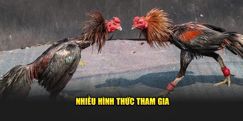 Nhiều hình thức tham gia tại đá gà 8xbet